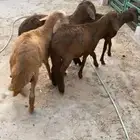 ذبائح(نعيم-حري-تيوس-سواكن)
