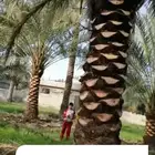 معلم قص اشجار وتزيين الحديقه وتلقيح نخل وتكريب النخيل