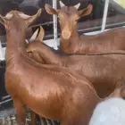 تيوس فل شحم