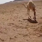 للبيع او بدل بكره طيبه