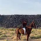 حصان شعبي