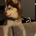 كلب هاسكي للبيع بجده