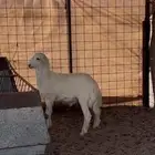 خروف طيب ونضيف وشحم الموقع الحناكيه