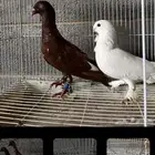 حمام للبيع