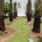 نقوم بتوريدالنخيل عربي واشنطن