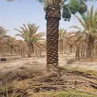 يوجد عمال لجميع ماي خص انخيل من تكريب وتحويض وقلع وغرس