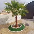 يوجد لدينا جميع انواع النخيل العربي والواشنطن بكل المقسات