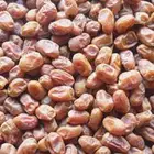 تمر خلاص ومشكلات وصقعي وخضري