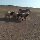 مراييع للبيع شرط