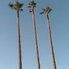 تكريب جميع انواع النخل