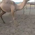 البيع قعدان