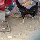 للبيع ديك باكستاني