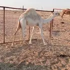 حاشي للبيع