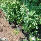 مشتل نور الطائف الريحان والفل والياسمين