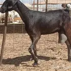 عنز جنوبية حليب وافر ماشاء الله