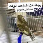 القطيف