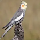 طير كروان مفقود . تبوك - الريان . فيه حجل..