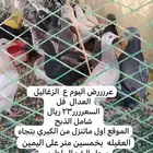 عرض على الزغاليل السعر23 ريال شامل الذبح
