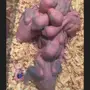 فروخ درة هولندي غر محجلين