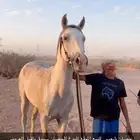 حصان شعبي للبيع