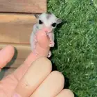 فرخ شوقر قلايدر