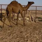 حاشي شحم وعلى شعير و حليب