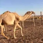 قعود علياني للبيع