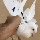 حمام قطايف انثى نمشى مزيونه