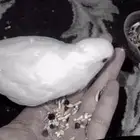 طيور روز