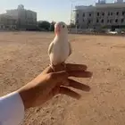 طير روز هدد خارجي وداخلي