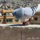 اجواز حمام