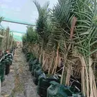 نخل فسايل وشتلات في مراكن