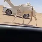 للبيع الضروبه الكفو مشروطه من جميع عذروب