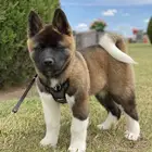 America Akita - امريكان اكيتا