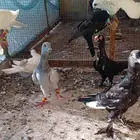 مخاليف شاميه كشيشه