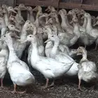 دواجن أبو جوده بط مسكوفي بط بكيني دجاج بلدي وفيومي