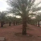 حائل يوجد لدي نخل انواع فاخره وزيتون وحمضيات كبير