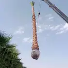 نخيل وشنطنيا امربكي زينه