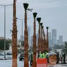 نخيل الرياض نخل واشنطني امريكي زينه ملكي درجه اولى توريدوغرس