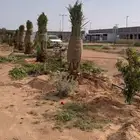 قلع نخل وغرس ونقل من مكان لمكان اخر