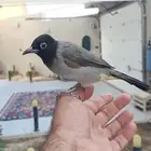 بلبول سوري تربيه وهدد وهادي حده