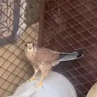 شبوط للبيع
