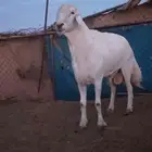 فحل حري فاخر