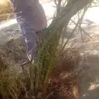 فروخ طيبه