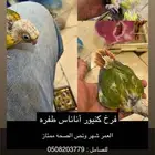 فرخ كنيور انانأس طفره