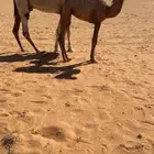 عشرا وضحا كفو طفاح وعدال وهديه وطبعها زين معها حواره فرديه