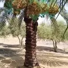 فرصة لأهل التمور والتجارة تمور الكهفة الفنخاء