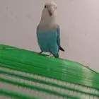 ذكر روز جاهز للإنتاج