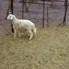 البيع طلي حري العمر 5شهور