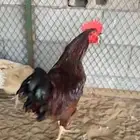 ديك فرنسي بيور